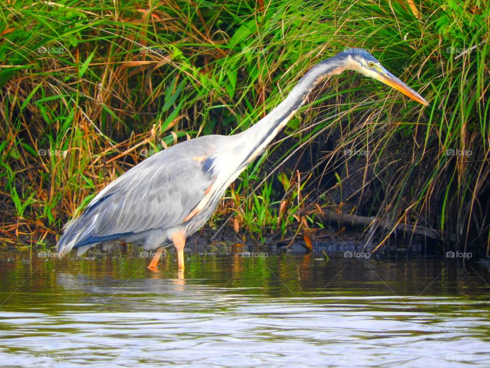 A heron in a swamp