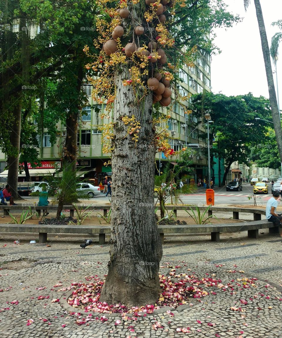 Brazilian tree