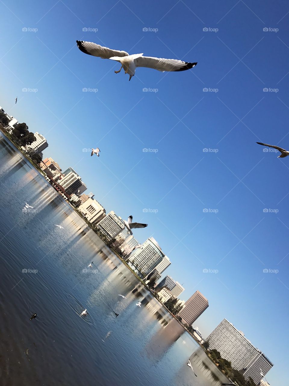 Lake Merritt, Oakland