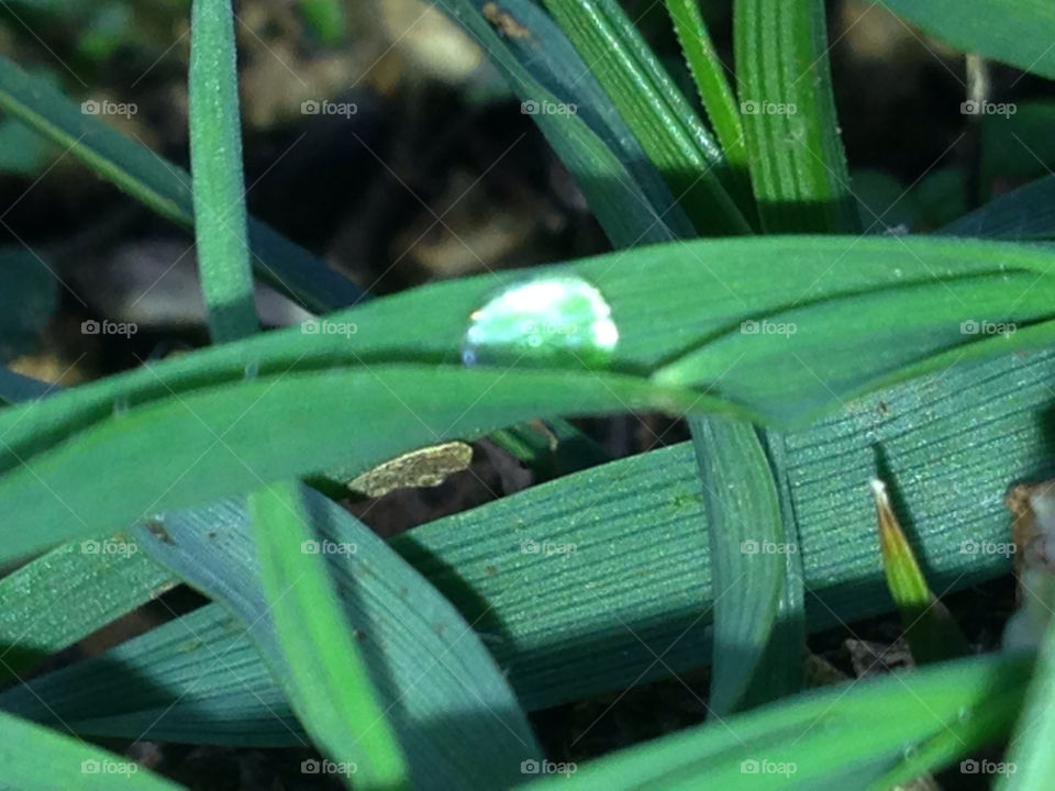 grass water drop herb by igor.zikovic