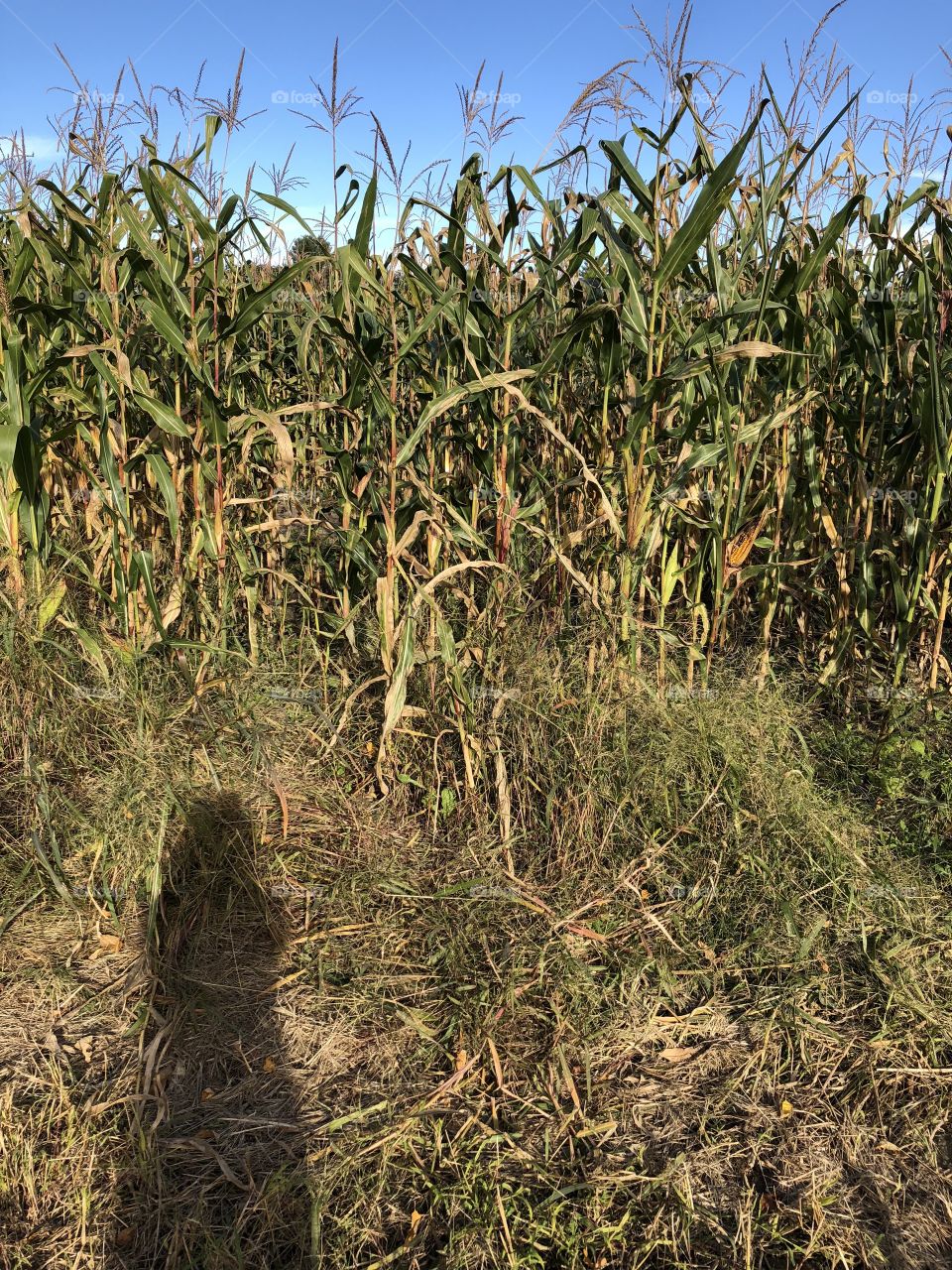 Shadow Corn Maze