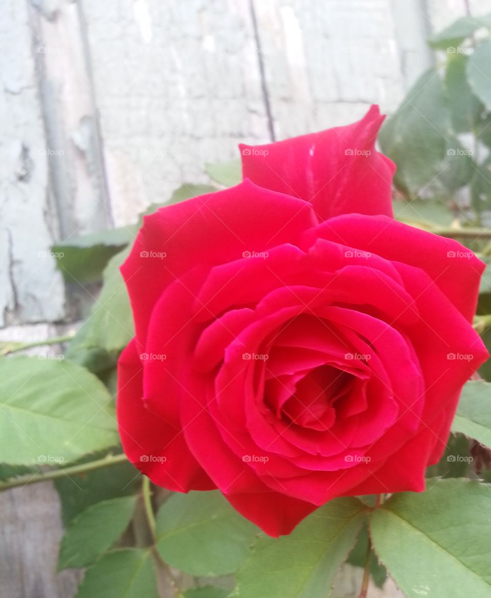 rose in bloom by a fence