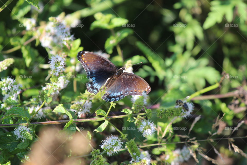 red spotted purple butterfly pollinating the mint blooms