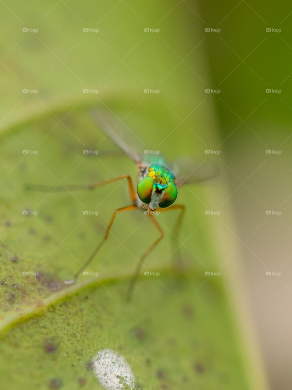 Long-legged Fly