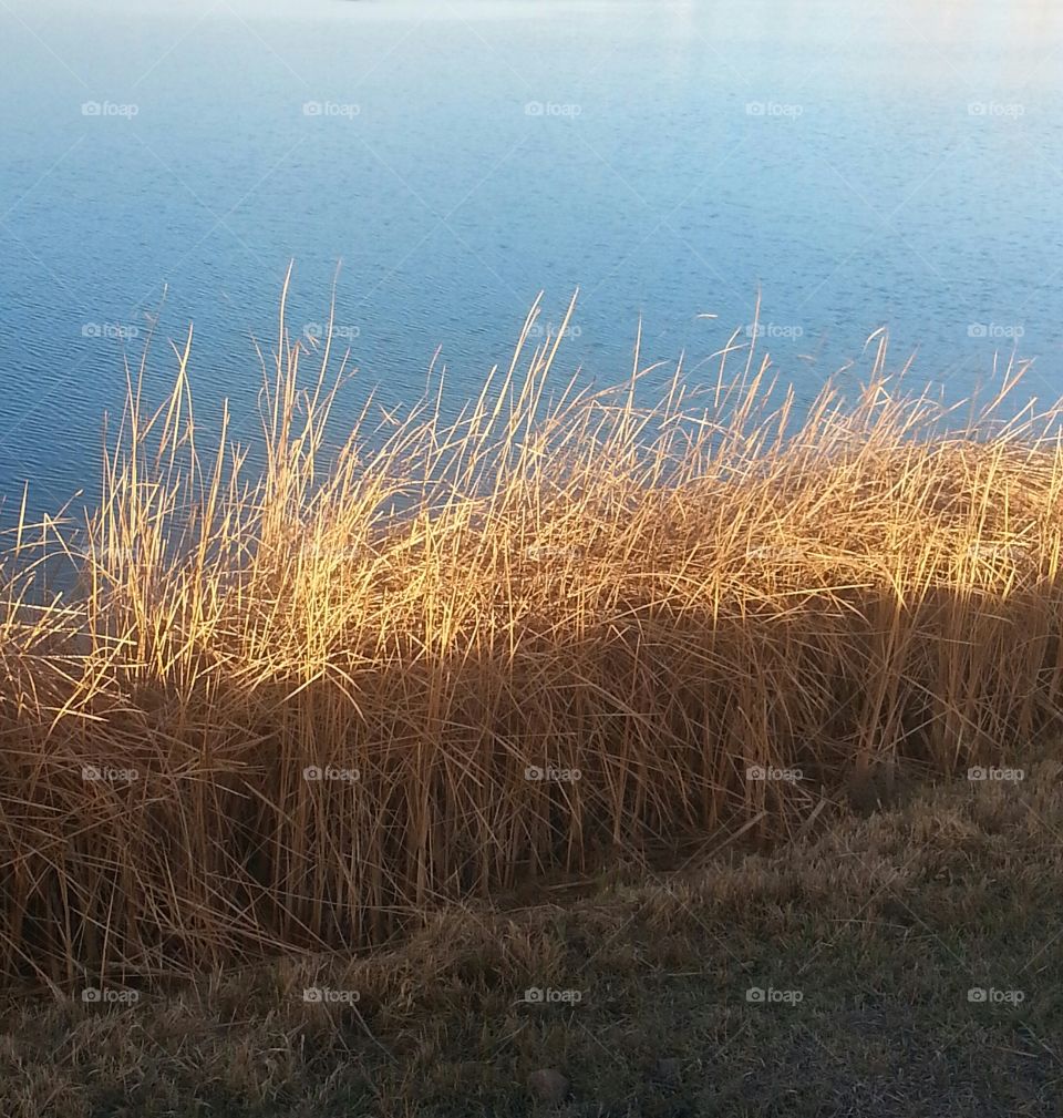 The sun illuminating the tall grasses that overlook the lake.