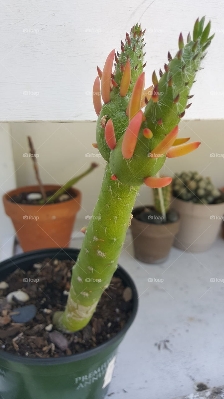 upclose cacti close up spikes garden tall green cactus orange white