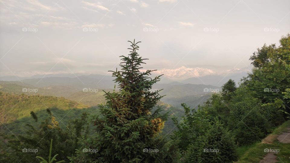Pine tree. Valley. Mountains. Trees