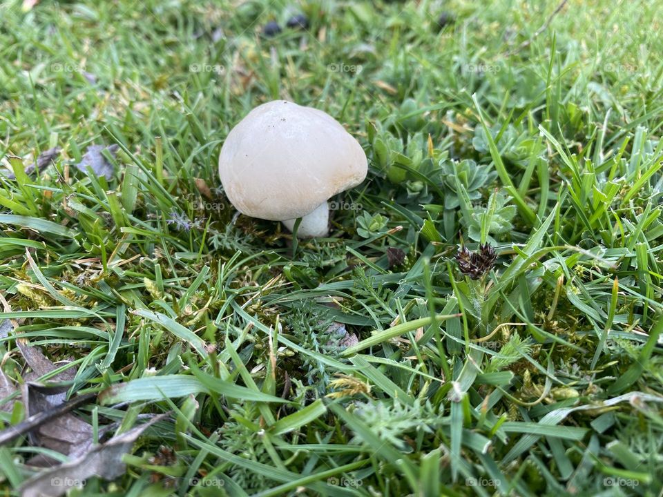 Mushroom 