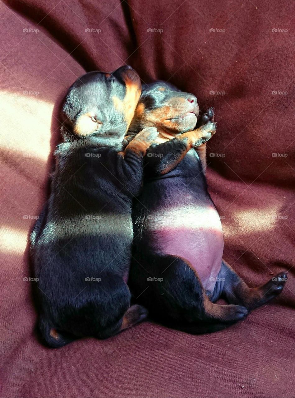 Miniature Doberman Pinscher Puppies enjoying a nap in the sunlight, South Africa