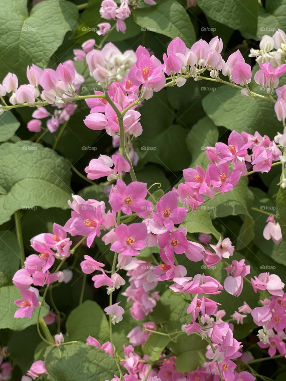 Beautiful tiny pinkish flower in close up view outdoor