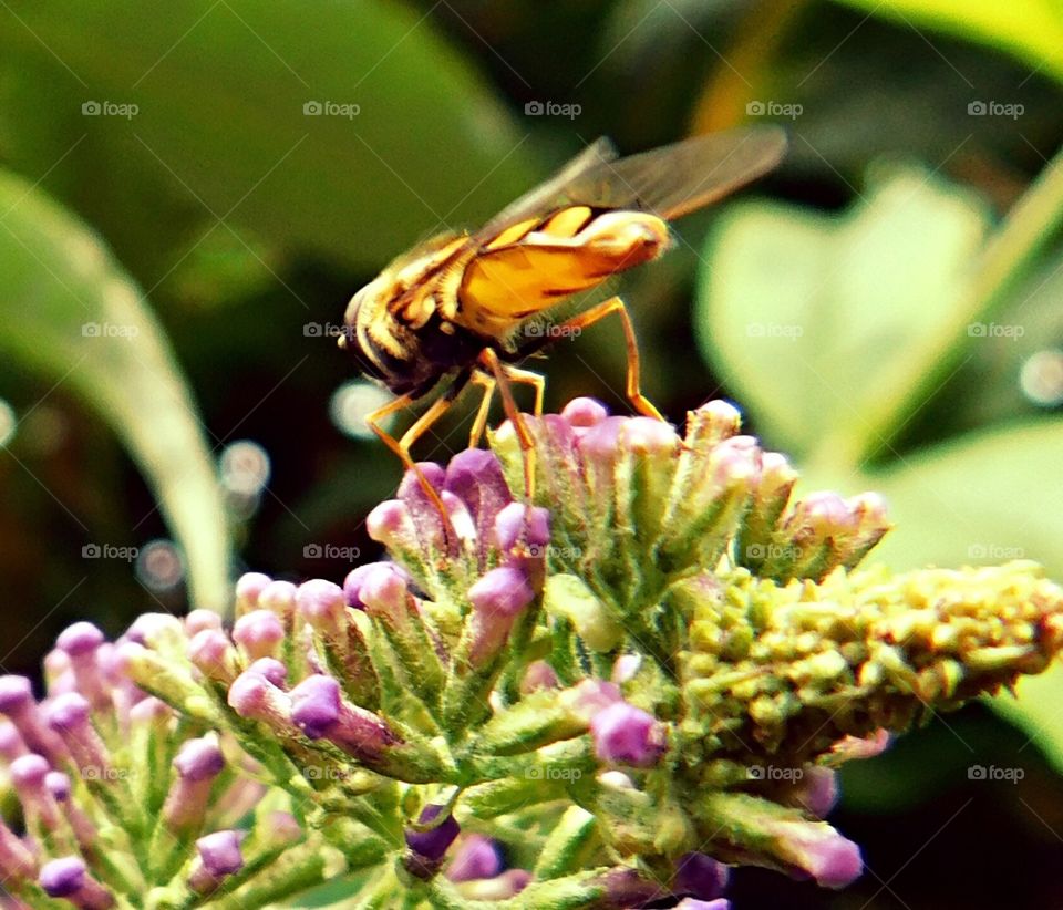 Hover fly having a Summer Lunch