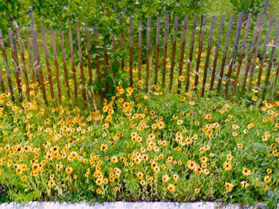 Beautiful flowers and fence