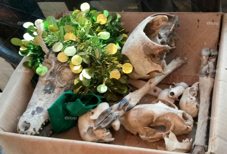 animal skulls