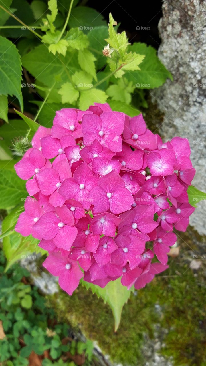 hyhortensia in Limousin