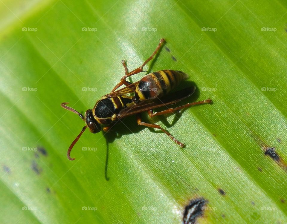 Wasp on a leaf
