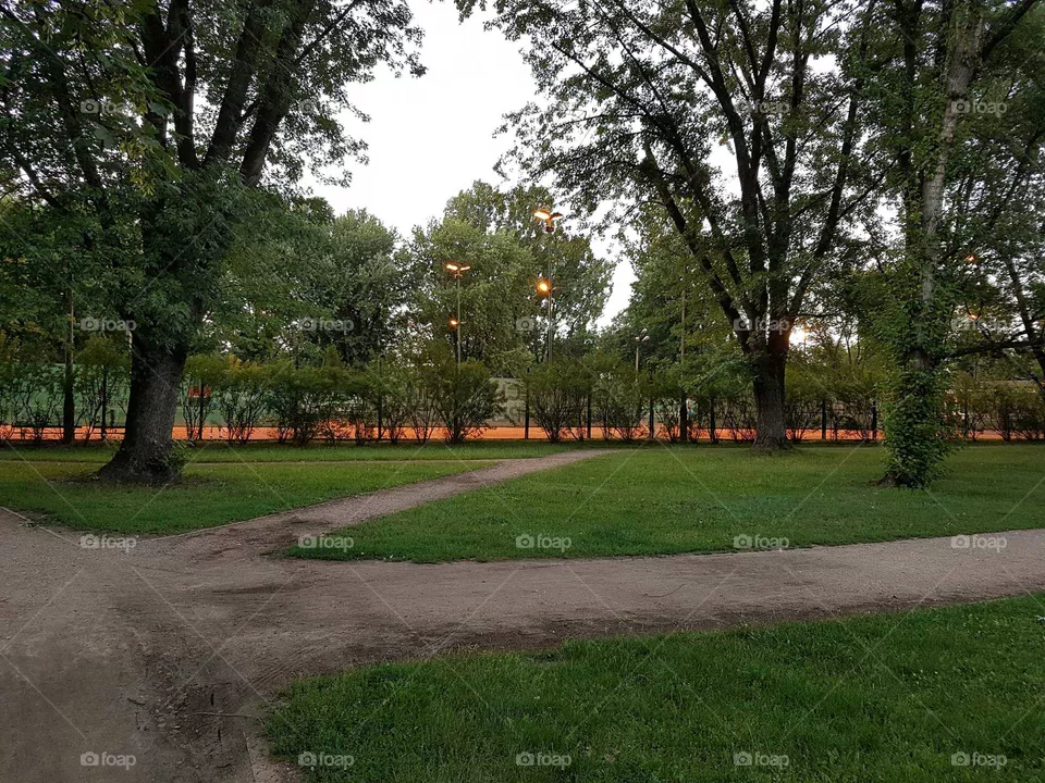 Tree, Park, Landscape, Road, Grass