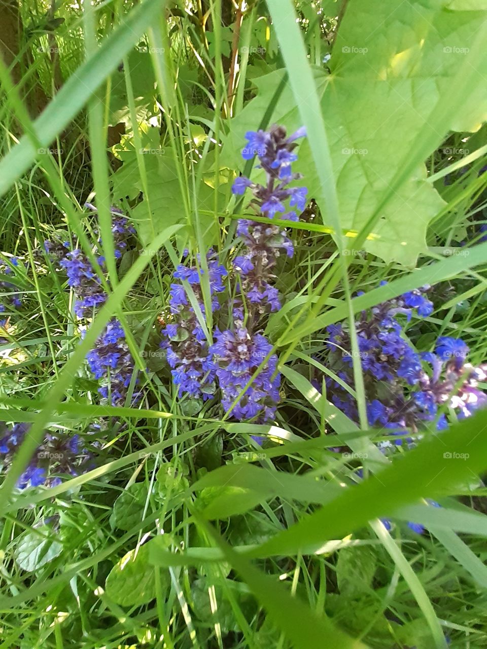 blaue blumen