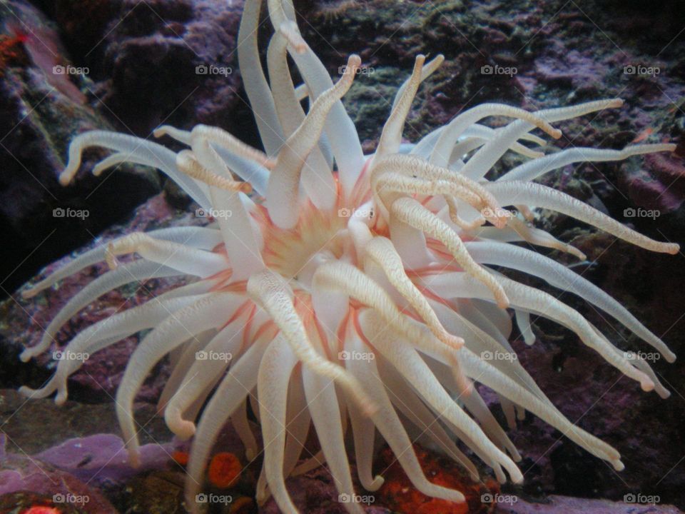 How many tendrils does this sea creature have