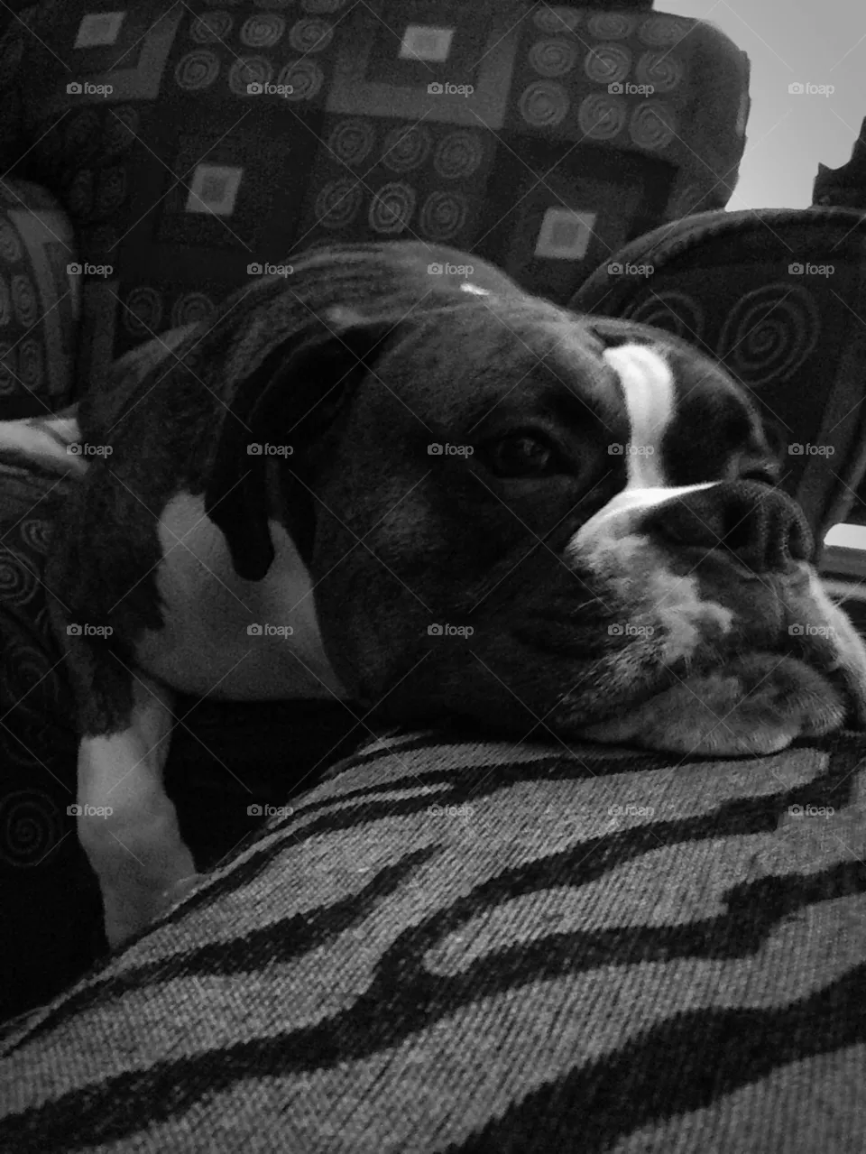 Dog days