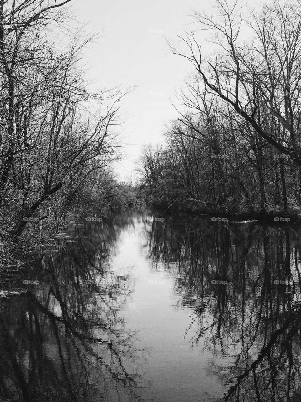 Body of water reflecting surrounding trees in black and white