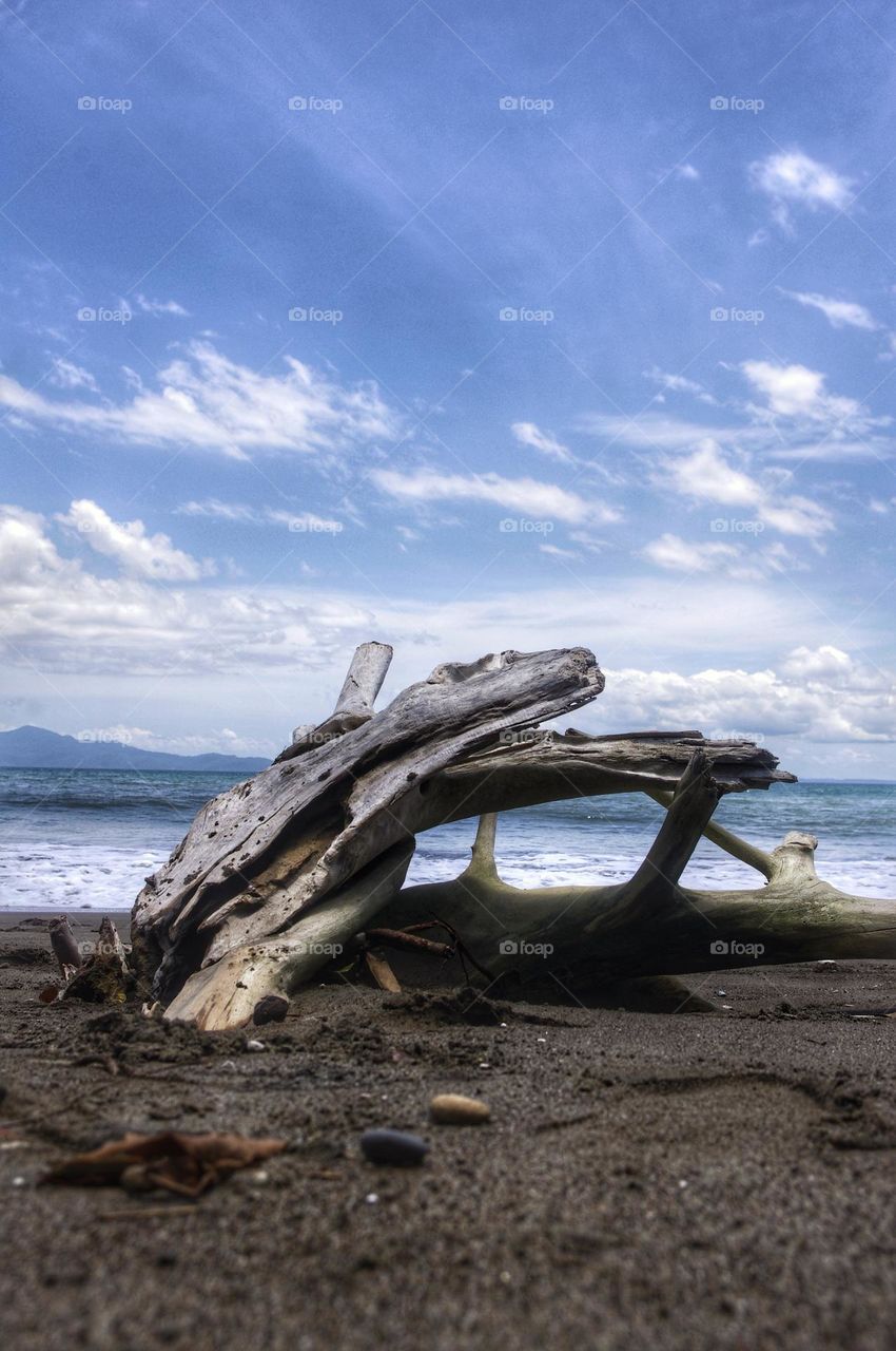 dry wood located on the beach