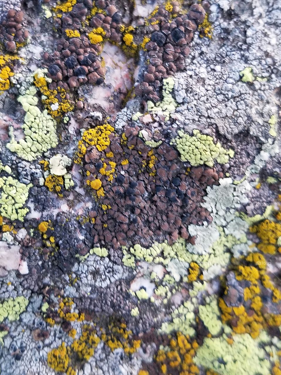 Multicolored Lichen on a rock in Staunton State Park