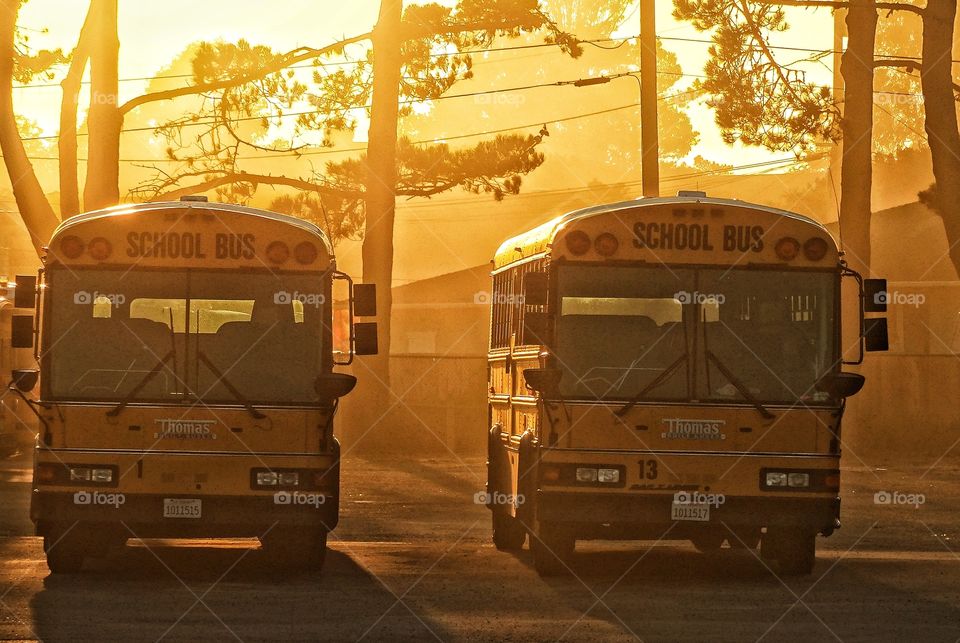 School Buses In Early Morning. Ambient Setting Of School Buses In Golden Hour Sunlight
