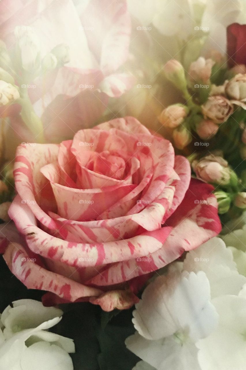 Close up pink variegated rose soft focus