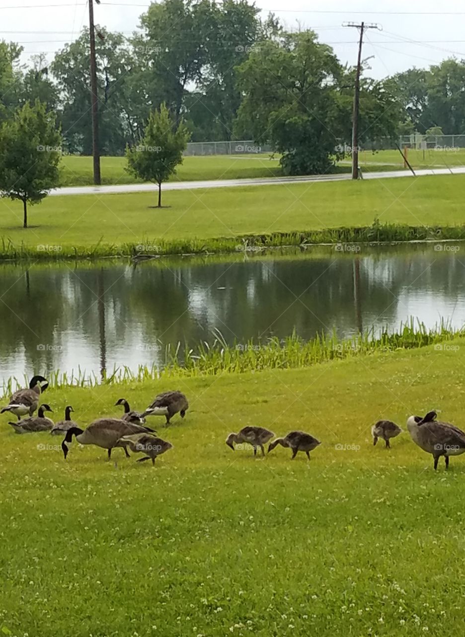 A Family Walk in the Park.