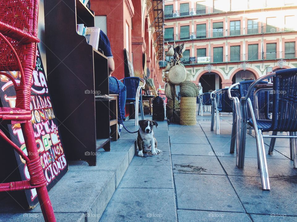 Cute puppy waiting near caffe 