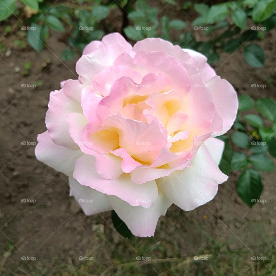 A very beautiful rose
