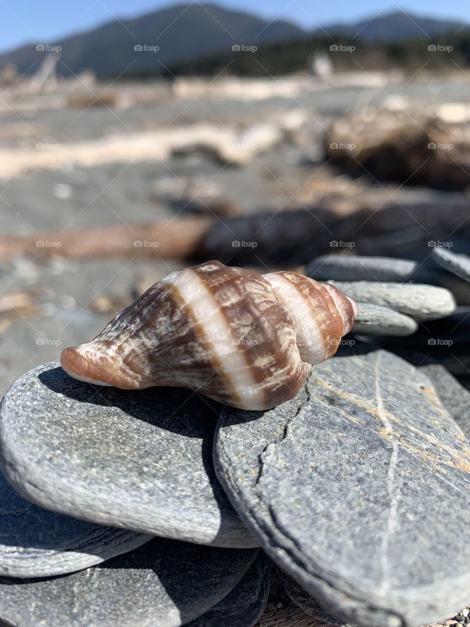 Sea shell on rocks