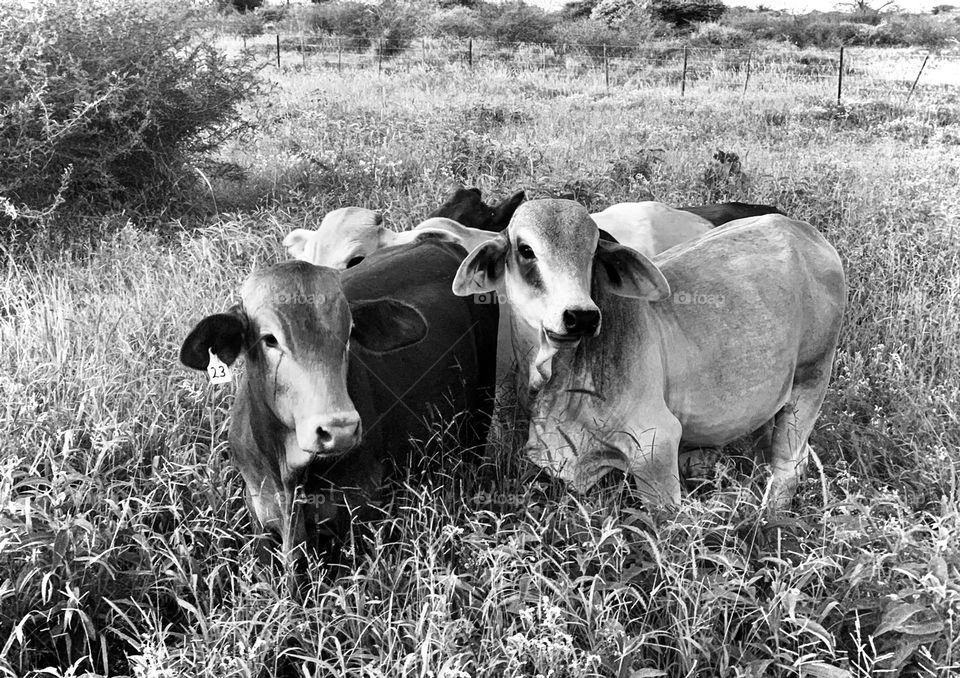 Cows in the field. Cows staring. Three cows. Bovine. Farm. Field. Black and white animals. Long grass. 