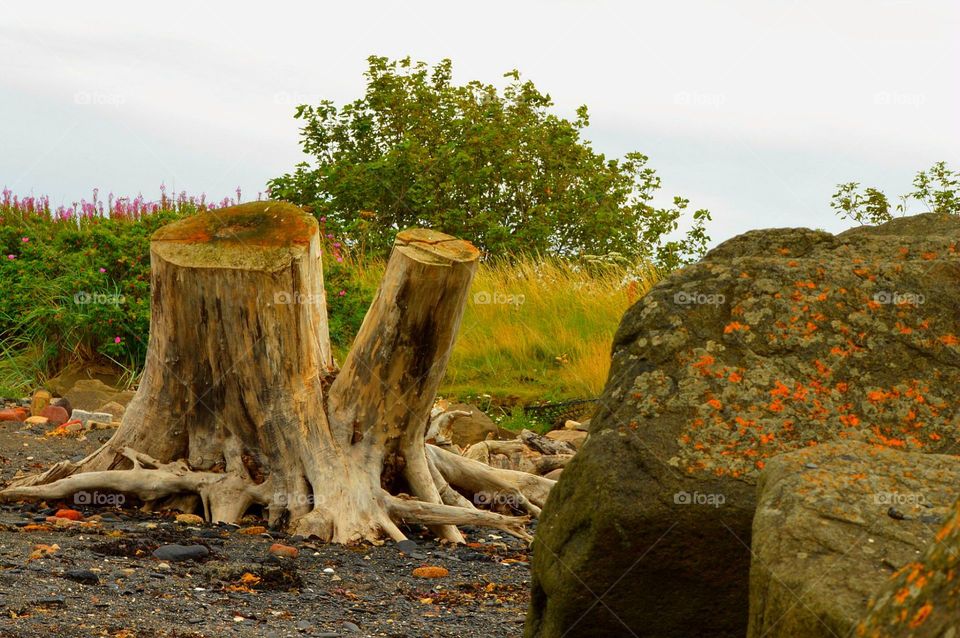 Tree trunk