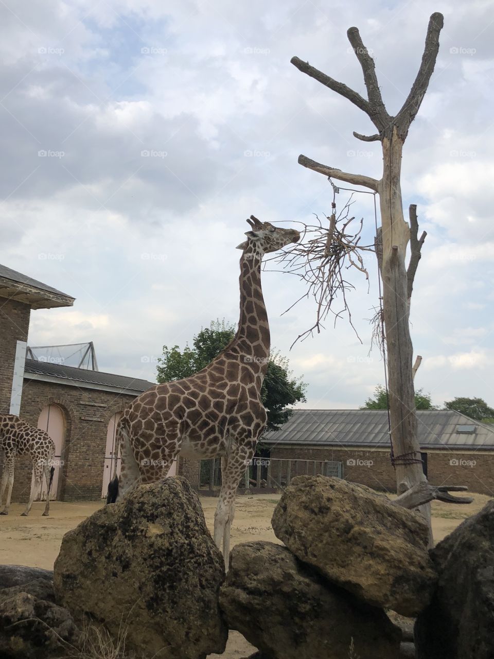 Giraffe 