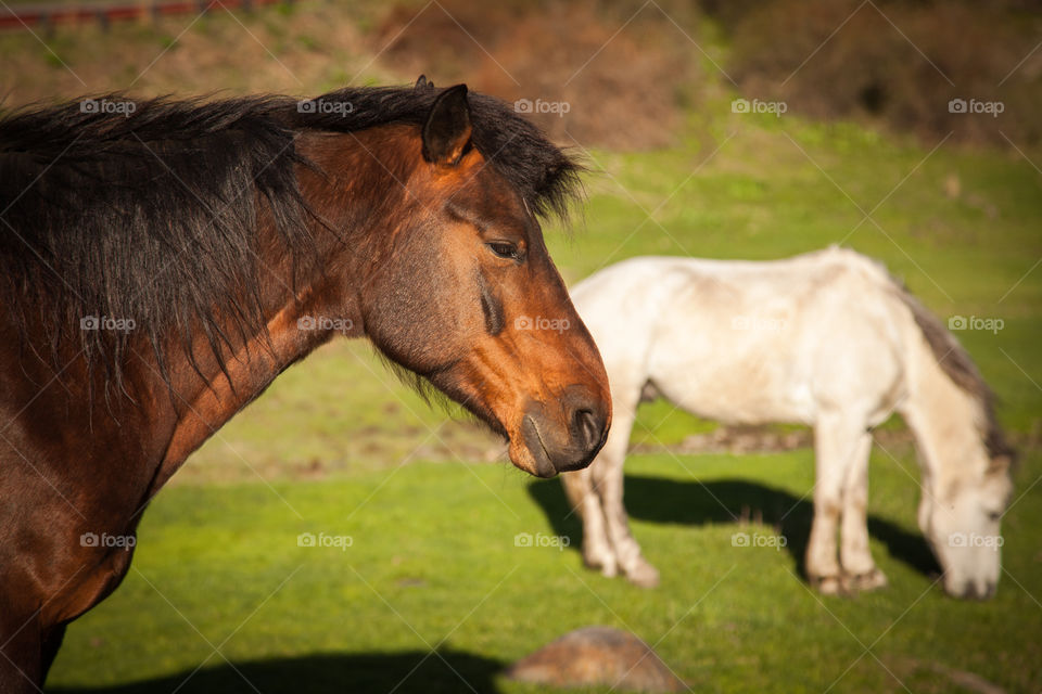 View of horses in field