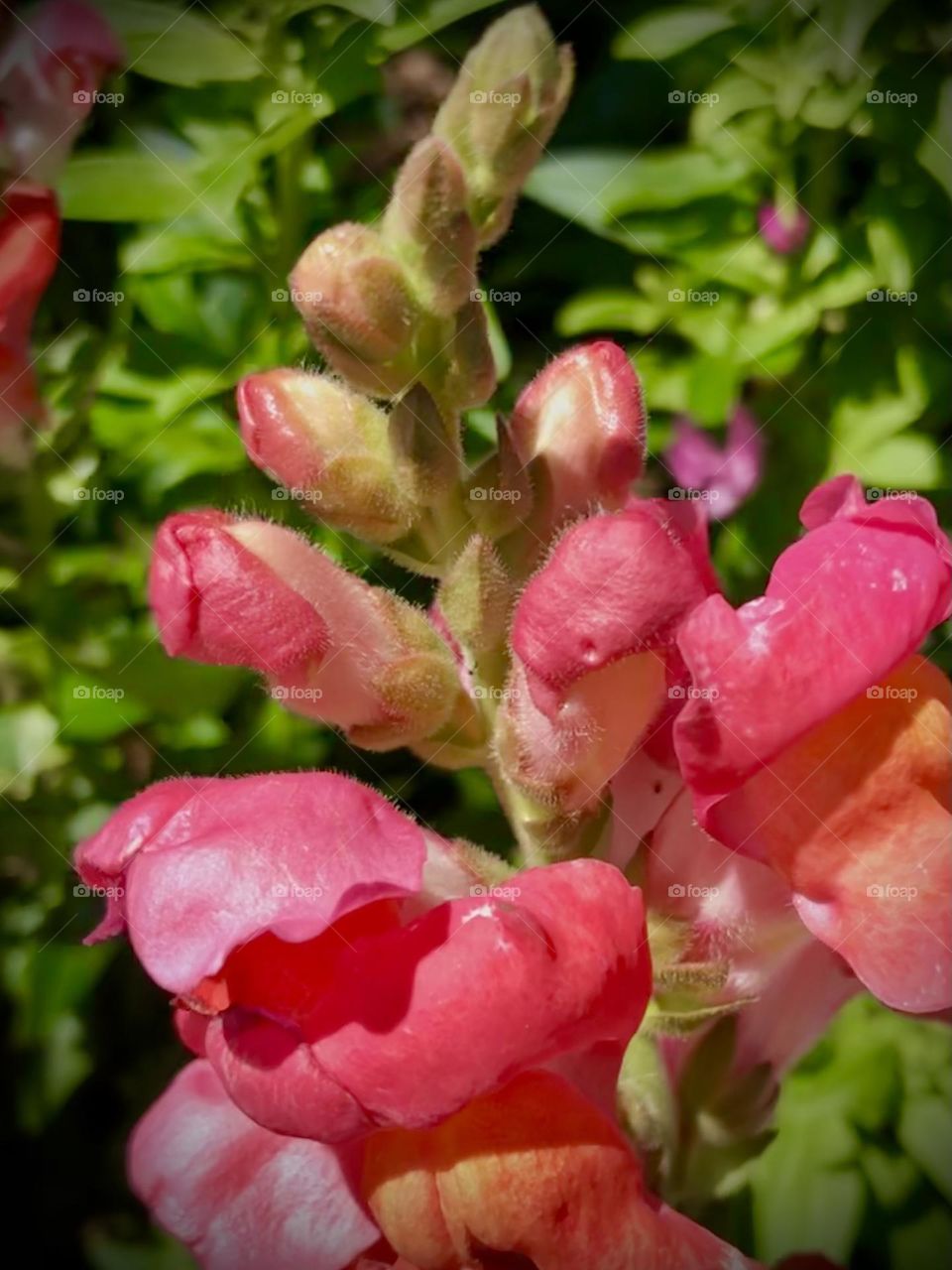 Beautiful pink flowers in bloom - surviving the cold and the wind at the bay house in Texas!