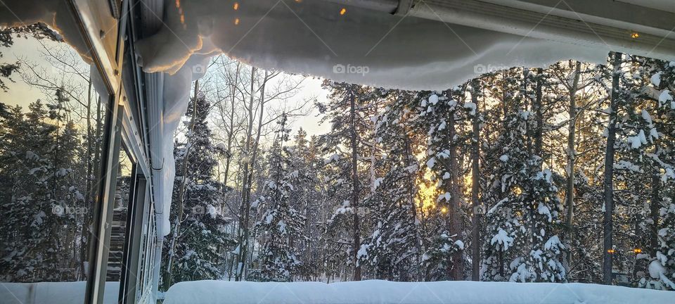 Sunrise through the bare trees