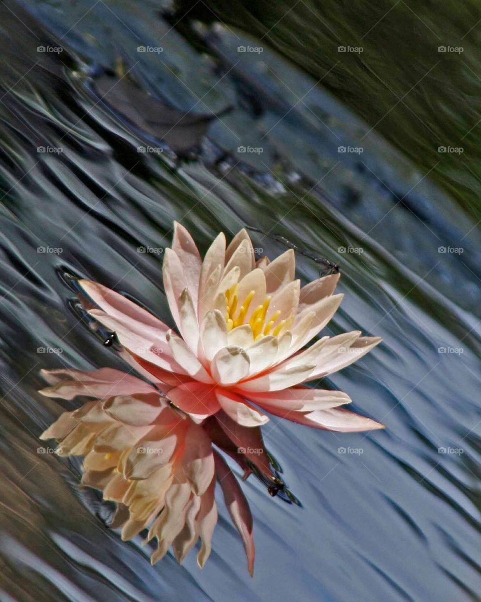 Blooming water lily