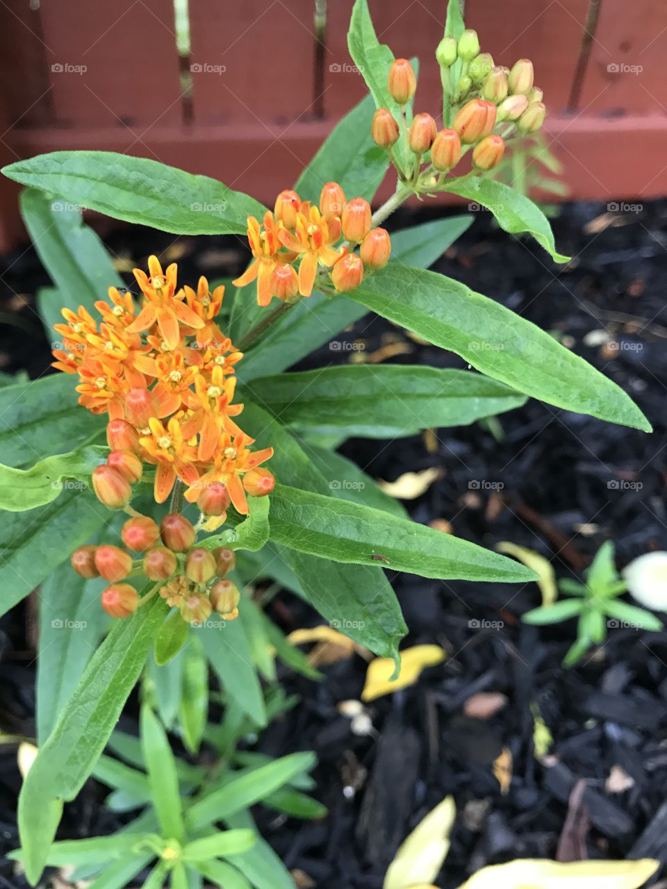 Orange Flowers in Home Garden