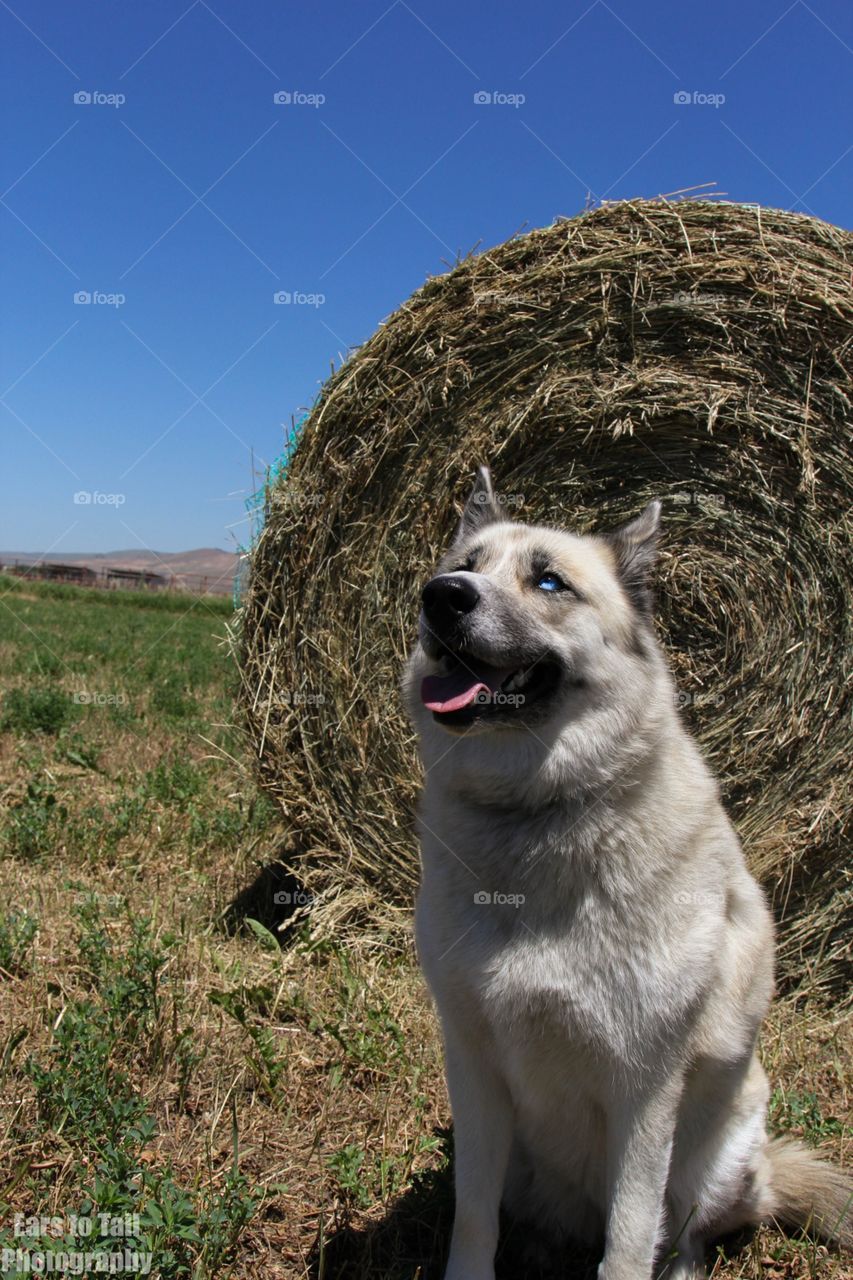 Hay there 