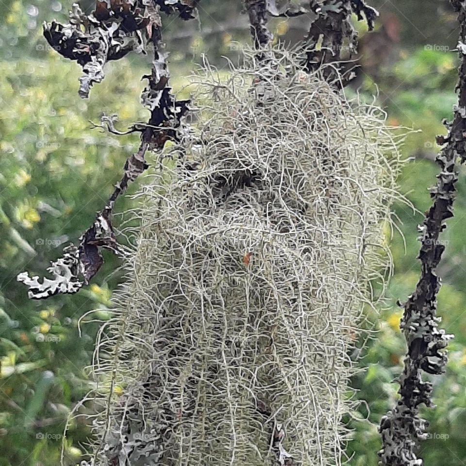 hanging lichen