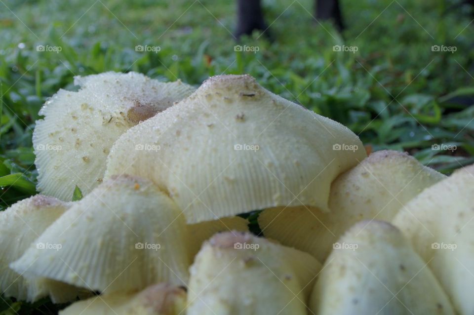 Mushrooms