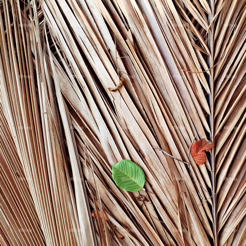 Wood, Desktop, Nature, Pattern, Flora