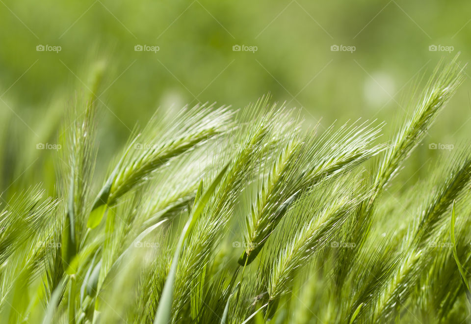 Green spikelets on the field