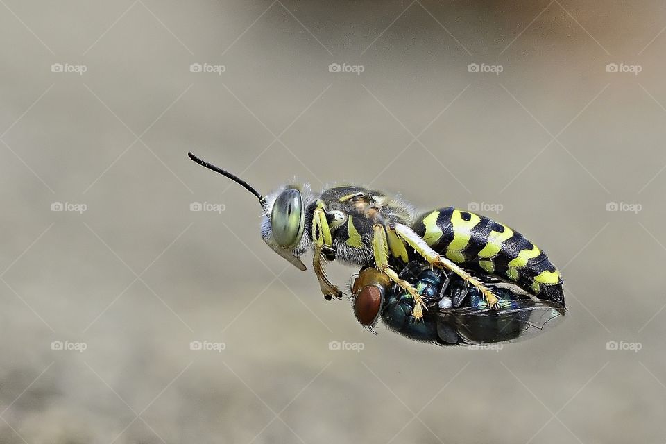 sand wasp.