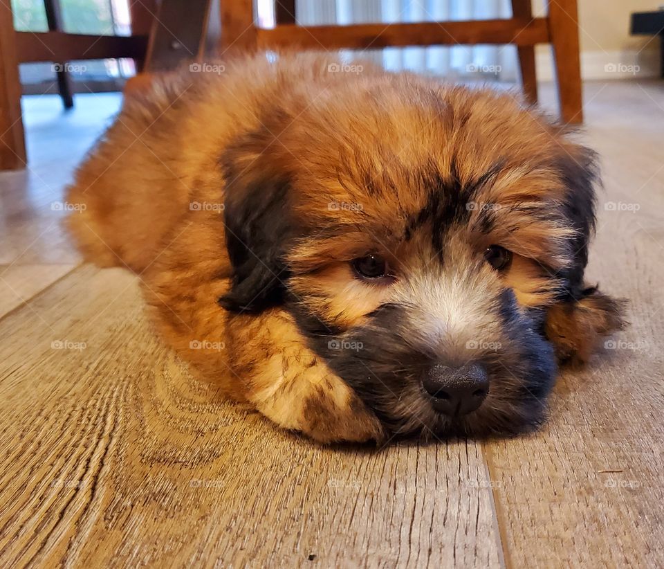 Our 10 week old puppy is fun, feisty and completely adorable