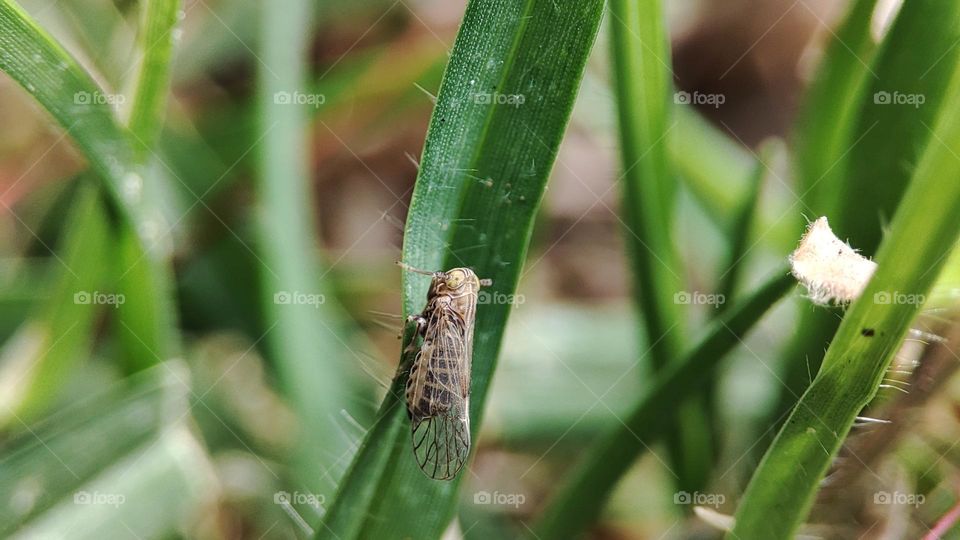 Whitebacked plant- hopper