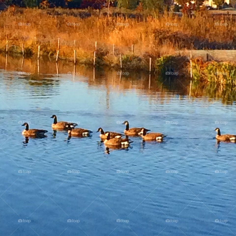 Geese on the lake 