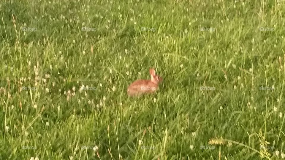 Bunny rabbit enjoying the weather